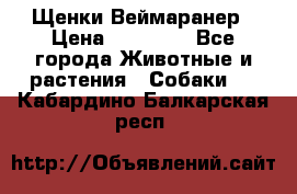 Щенки Веймаранер › Цена ­ 40 000 - Все города Животные и растения » Собаки   . Кабардино-Балкарская респ.